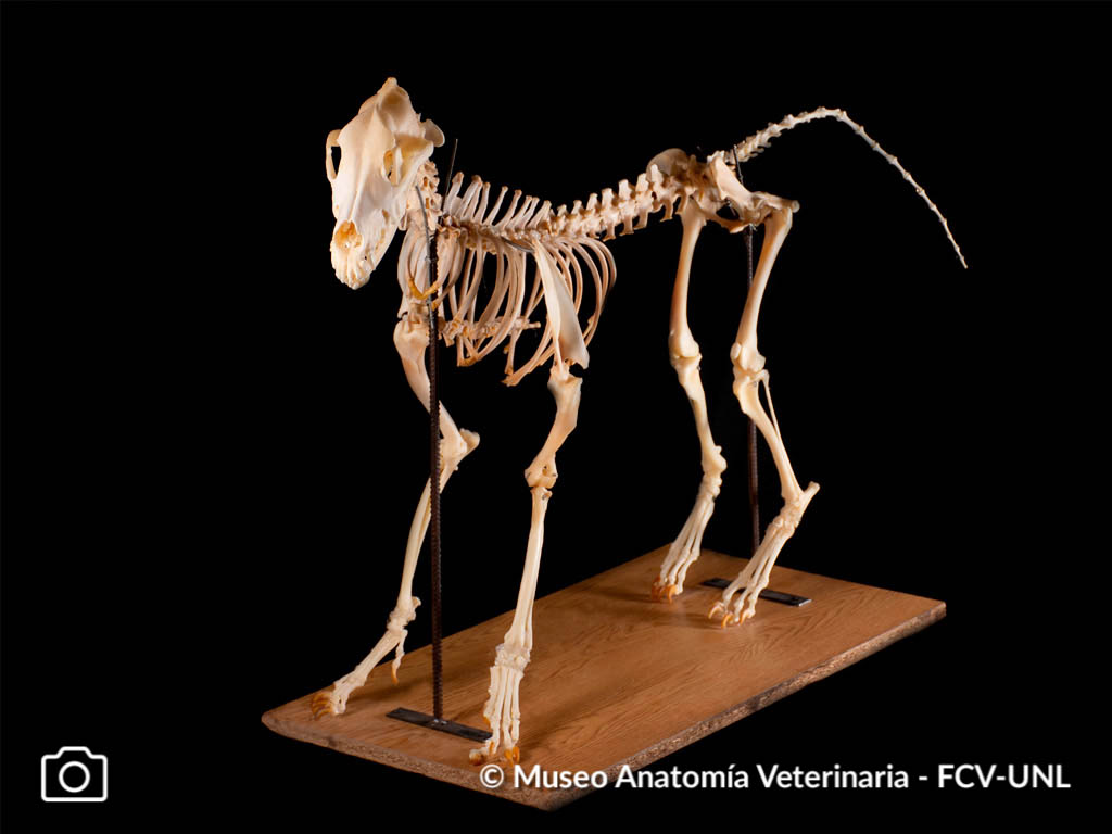 Osteología Museo Anatomía Veterinaria