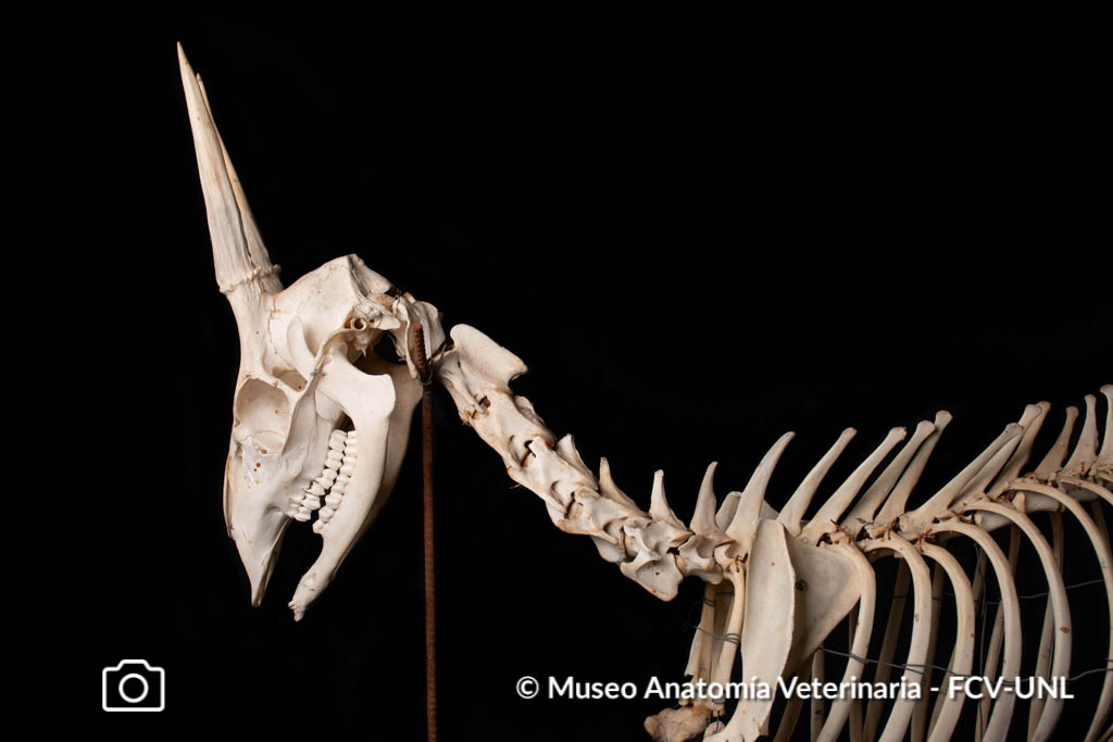 Osteolog A Museo Anatom A Veterinaria