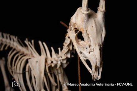 Osteología Museo Anatomía Veterinaria