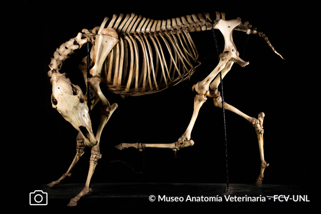 Osteología Museo Anatomía Veterinaria